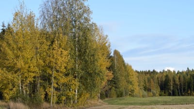 Skogsparti i höstfärger.