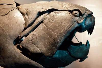 Fossil av fisken Dunkleosteus.