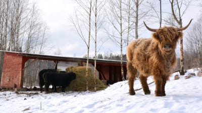 Highland cattle kvigan Binja tittar in i kameran.
