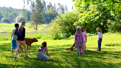 Barn och kalv på gräsmatta