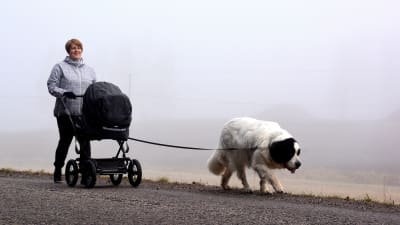 Hund, barnvagn och mamma på promenad på landsväg. 