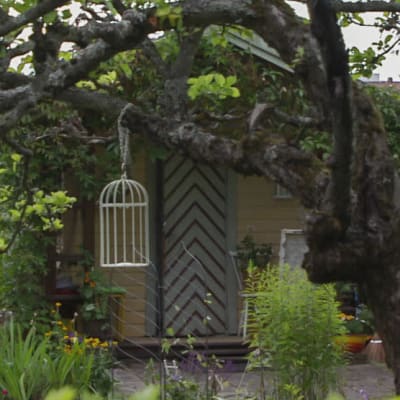 Lummig trädgård med knöligt äppelträd. Längst in skymtar liten gulmålad stuga med grön dörr.