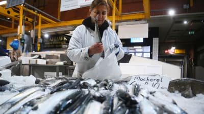 Kvinna som sätter en död fisk i en kass på en fiskemarknad 