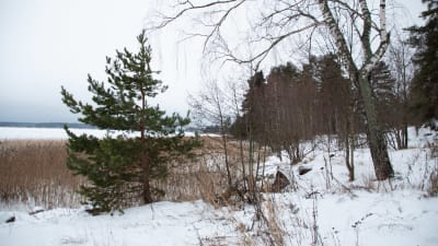 Strandlinje med träd och vass. Det är snö på marken och is på havet. Till vänster i förgrunden syns en tall och till höger en björk.