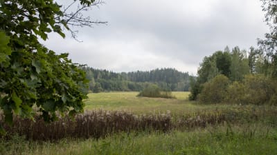 En grön, orörd äng, omringad av träd. Platsen ligger söder om Staffasvägen i Borgå.