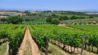 Utsikt över vinodlingar och olivlundar som tillhör vingården Fattoria del Colle i Trequanda i Toscana.