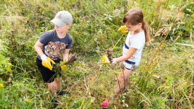 Två barn som plockar lupiner i ett dike.