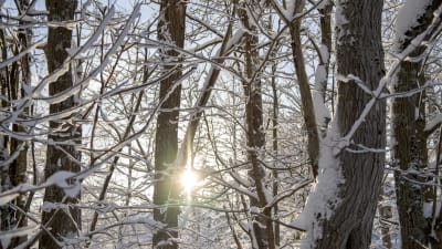 En vinterskog med solens strålar som letar sej genom grenverket.