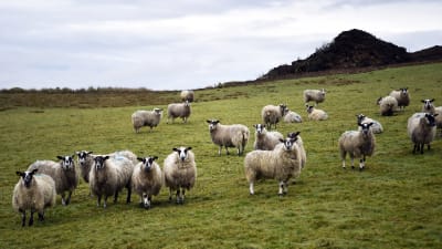 För fåren är gräset kanske lika grönt på Irland som på Nordirland. De här fåren betar i County Donegal i Irland 2.3.2019.