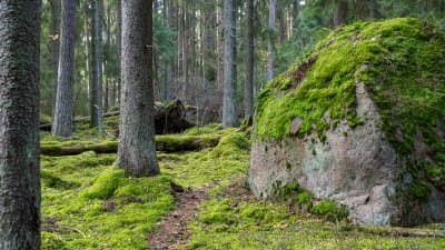 Vacker skog i Svinö.