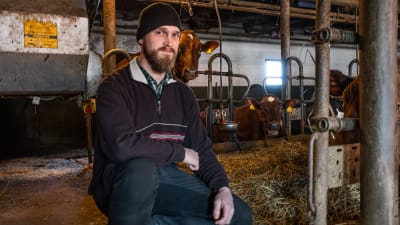 En jordbrukare sitter på huk, bakom honom skymtar en ko