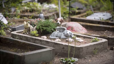Bild från en kyrkogård för djur. I fokus är en grav med en stenstaty aven sovande hund med vingar.