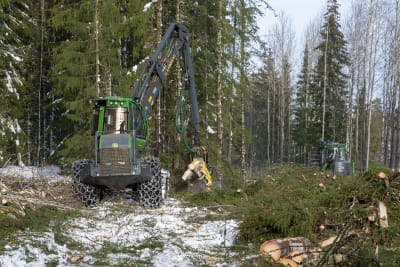 Två skogsmaskiner arbetar i en granskog.