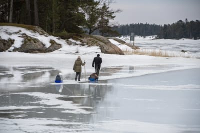 En kvinna och en man dra varsin kälke bakom sig och promenerar ut på den svaga isen utanför Gumbostrand.