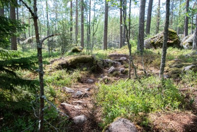 En stig i skogen.