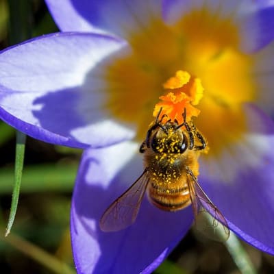 Mehiläinen kukassa