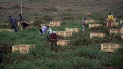 Migrantarbetare skördar tomater i Apulien i Italien.
