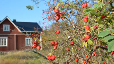 En nyponbuske med röda bär framför ett rött hus med vita knutar.