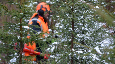 Peter Olander röjer skog på Emaslö i Borgå