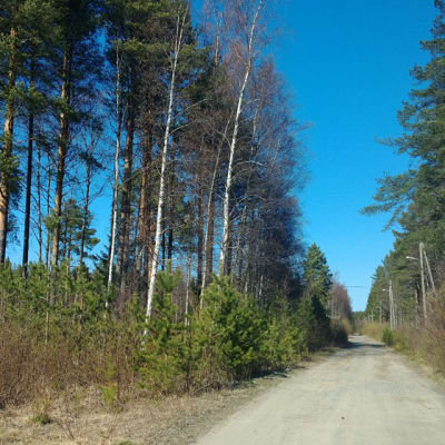 Kuva metsästä Kokkolan asevarikon alueelta.