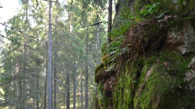 Skog i Kimito