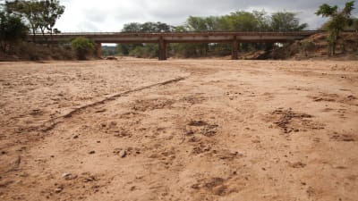 Torkad flodfåra i Kenya