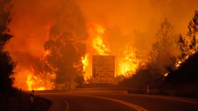 Skogsbrand i Leiriadistriktet i Portugal.