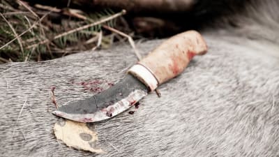 En blodig kniv på ett nyfällt djurs skinn med skog i bakgrunden