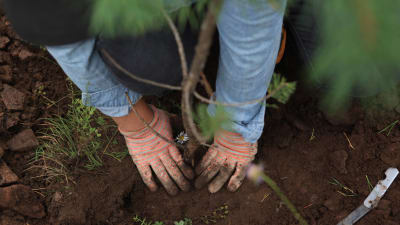 En arbetare planterar en trädplanta.