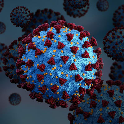 3D-modell av ett coronavirus.