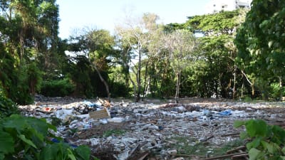 Osorterat avfall dumpas på olagliga soptippar också i skogsdungar i städerna. Här bildar avfallet ett mer än fem meter djupt lager.