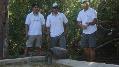 Representanter för Ecuadors miljöministerium och nationalparken på ön Fernandina tar hand om en jättesköldpadda. 