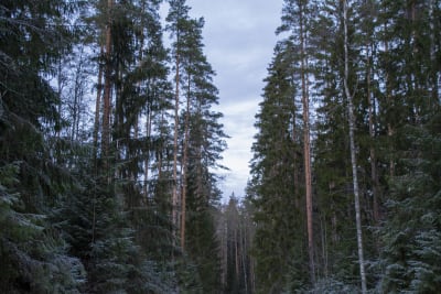 Stora och höga granar och tallar växer i en skog.