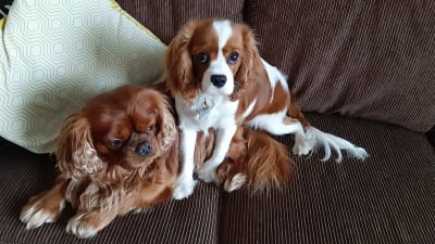 Två hundar poserar i en brun sammetssoffa.