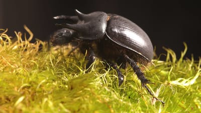 Skalbagge
