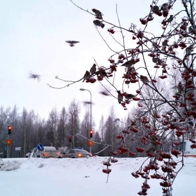 Tilhiä oululaisessa pihlajassa talvipakkasessa 2015.