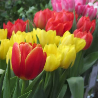 Tulppaaneja.