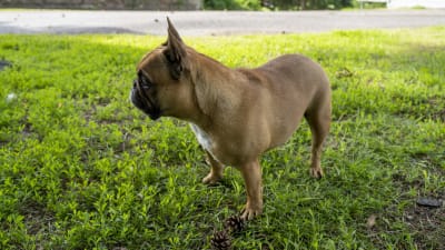 En fransk bulldog står på gräsmattan.