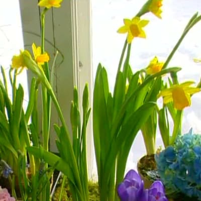 Vårinstallation med lökar och krukväxter