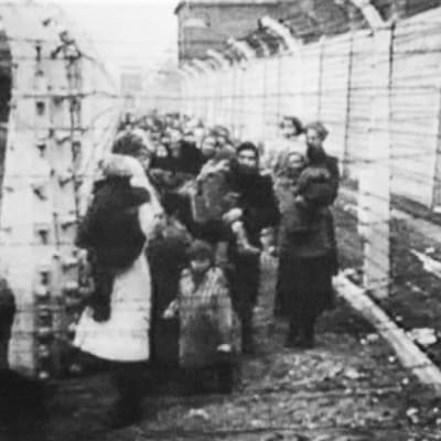 Vankeja Auschwitzin keskitysleirillä.