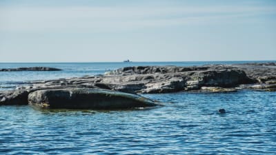 Säl i havet intill skär, i horisonten syns fyr.