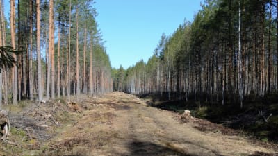 En skogsväg som bildats när man fällt träd på vintern.