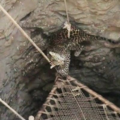 Leopardia pelastetaan kaivosta.