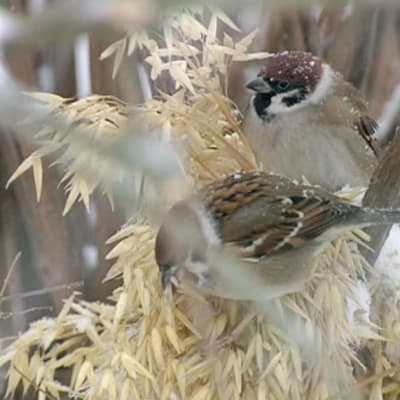 Sparrows at a feeding spot in Lauttasaari, Helsinki.