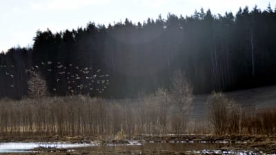 Ett gäng med fåglar flyger över en våtmark.