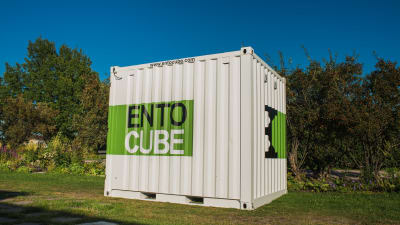 Man kan föda upp syrsor i en sådan här container.