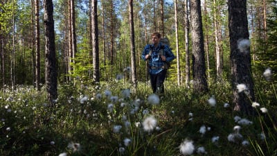 Kimmo Ohtonen kävelee metsässä tupasvillojen kukkiessa
