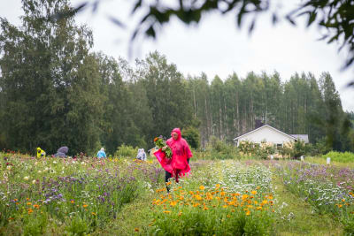 Kukkapelto, jossa ihmiset keräävät kukkia sadetakkeihin pukeutuneina.