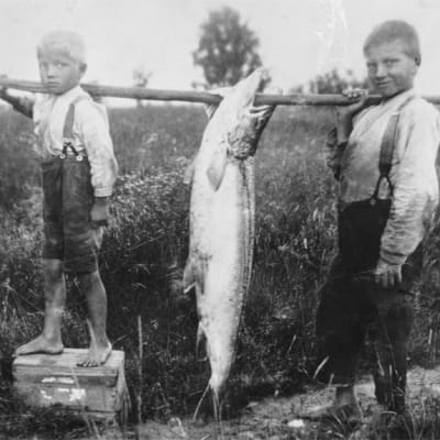 Iivo (vas.), Boris ja ennätyslohi Muhoksella vuonna 1928. Poikien isä, Homa Kotkansalo, sai Oulujoesta nuottaansa 32,6 kilon painoisen lohen. Kuva: Martti Kesäniemi / Kaleva / JOKA / Museovirasto
