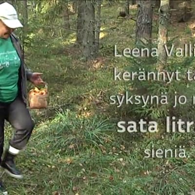Yle Uutiset Lounais-Suomi: Muutamassa viikossa sata litraa sieniä – himosienestäjää eivät edes hirvikärpäset estä